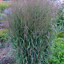 Load image into Gallery viewer, Panicum virgatum - Prairie Winds® &#39;Apache Rose&#39; Switch Grass
