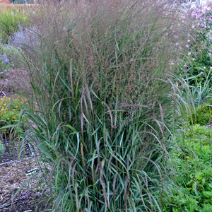 Panicum virgatum - Prairie Winds® 'Apache Rose' Switch Grass