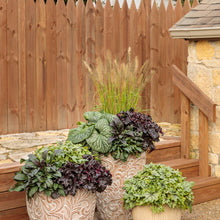 Load image into Gallery viewer, Heuchera hybrid - Dressed Up® &#39;Evening Gown&#39; Coral Bells
