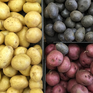 Seed Potato, Gourmet - La Ratte