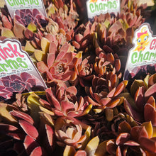 Load image into Gallery viewer, Sempervivum &#39;Chick Charms® Chocolate Kiss&#39;

