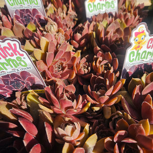 Sempervivum 'Chick Charms® Chocolate Kiss'