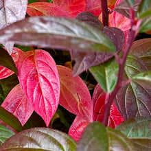Load image into Gallery viewer, Itea virginica  - Fizzy Mizzy® Sweetspire
