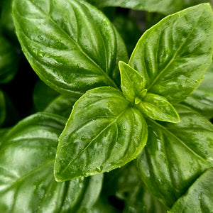 Basil - Emerald Tower Genovese Basil