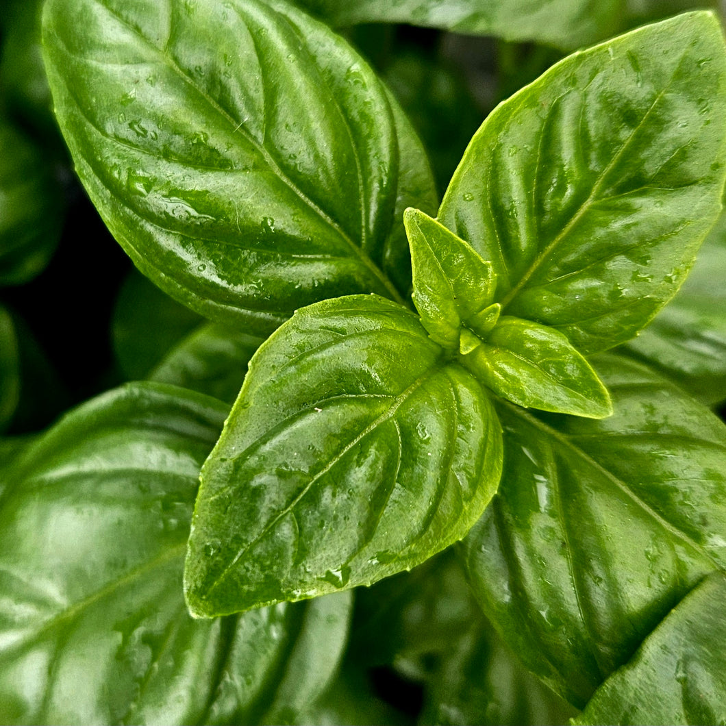 Basil - Emerald Tower Genovese Basil