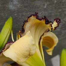 Load image into Gallery viewer, Hemerocallis ‘Longfield Moussaka&#39; - Longfield Moussaka Daylily
