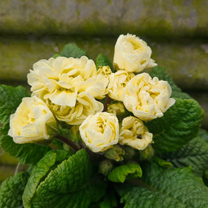 Primula vulgaris BELARINA® 'Cream' - Cream BELARINA® Primrose