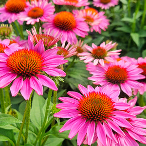 Echinacea 'Vintage Pink' - Vintage Pink Coneflower