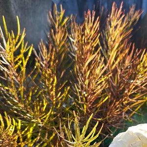 Amsonia hybrid - String Theory Blue Star