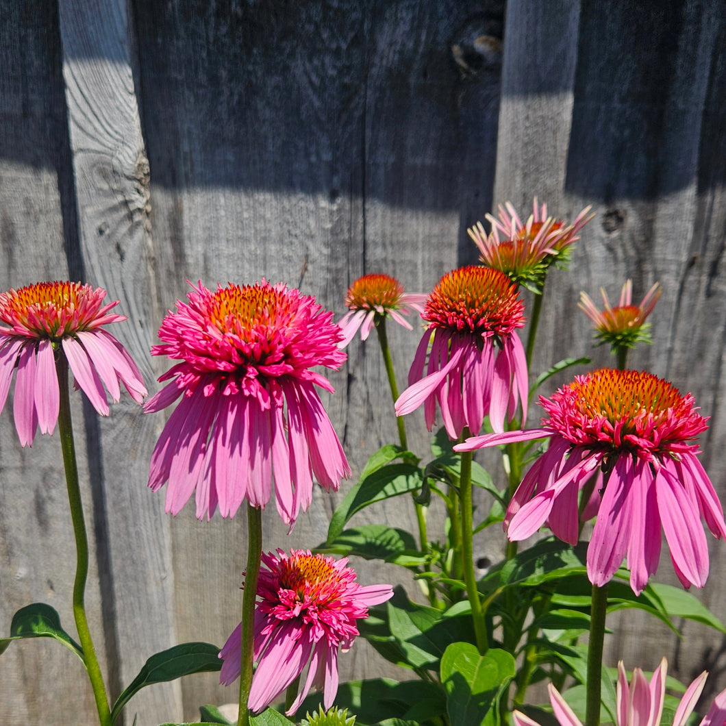 Echinacea 'Double Scoop Bubblegum' - Double Scoop Bubblegum Coneflower