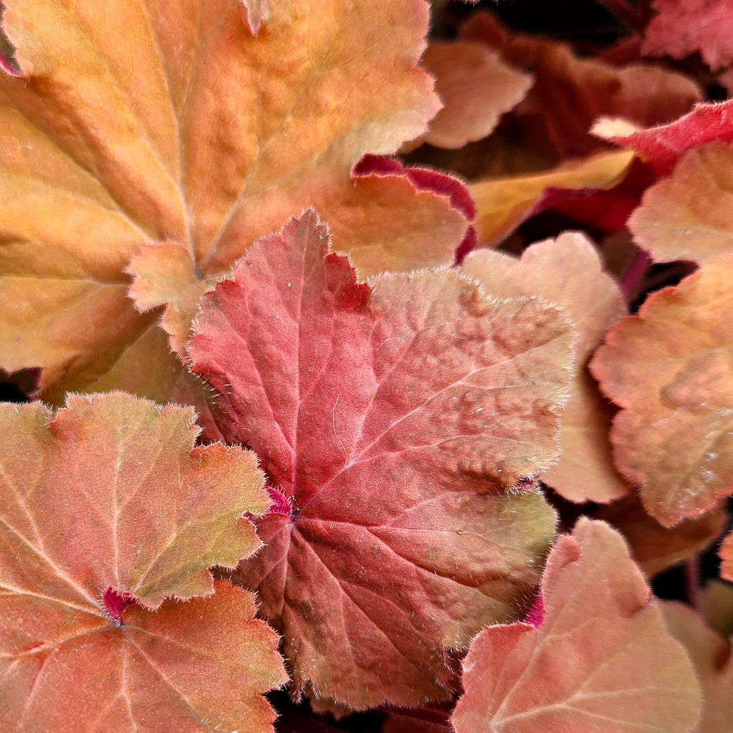 Heuchera 'Mega Caramel' - Mega Caramel Coral Bells