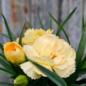 Dianthus caryophyllus Sunflor®Amber - Sunflor®Amber Dwarf Hardy Carnation