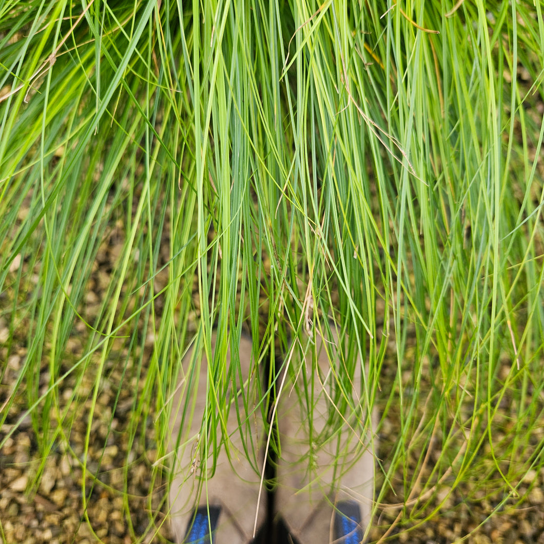 Carex appalachica - Appalachian Sedge