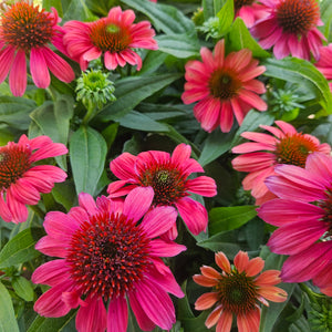 Echinacea 'Tres Amigos' - Tres Amigos Coneflower