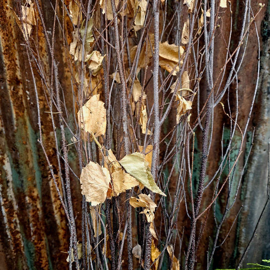 Branches - Birch Branches, 48