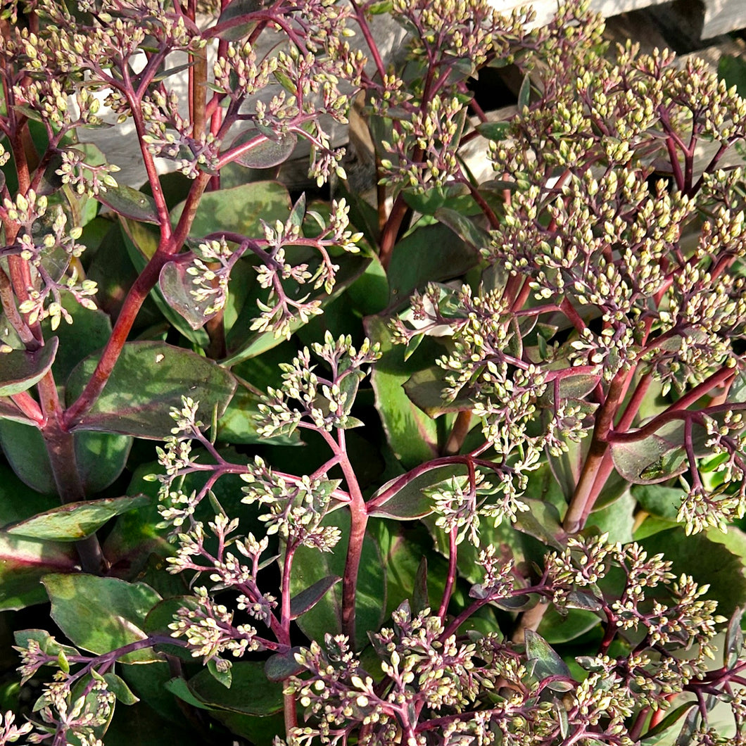 Sedum 'Matrona' - Matrona Autumn Stonecrop