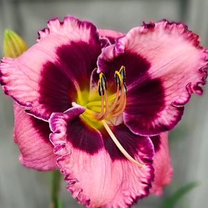 Hemerocallis ‘Macbeth’ - Macbeth Daylily