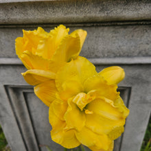 Load image into Gallery viewer, Hemerocallis ‘Longfield Maxim&#39; - Longfield Maxim Daylily
