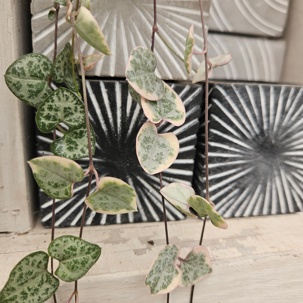 Cement Square Pot Cover - Burst Pattern