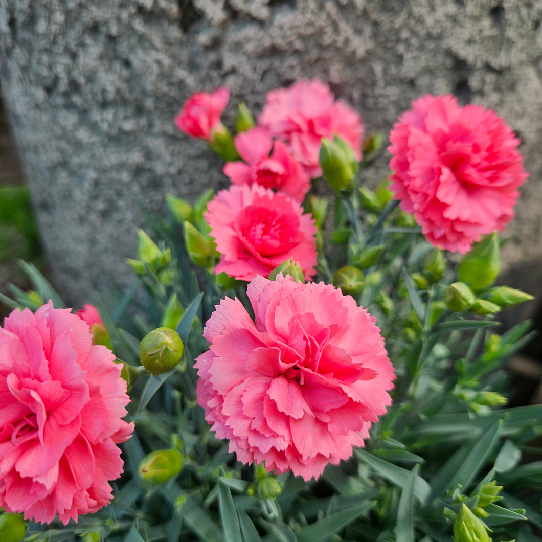 Dianthus Fruit Punch® 'Classic Coral' - Classic Coral Pinks