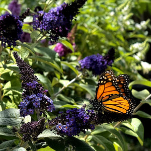 Buddleia - Pugster Blue® Butterfly Bush