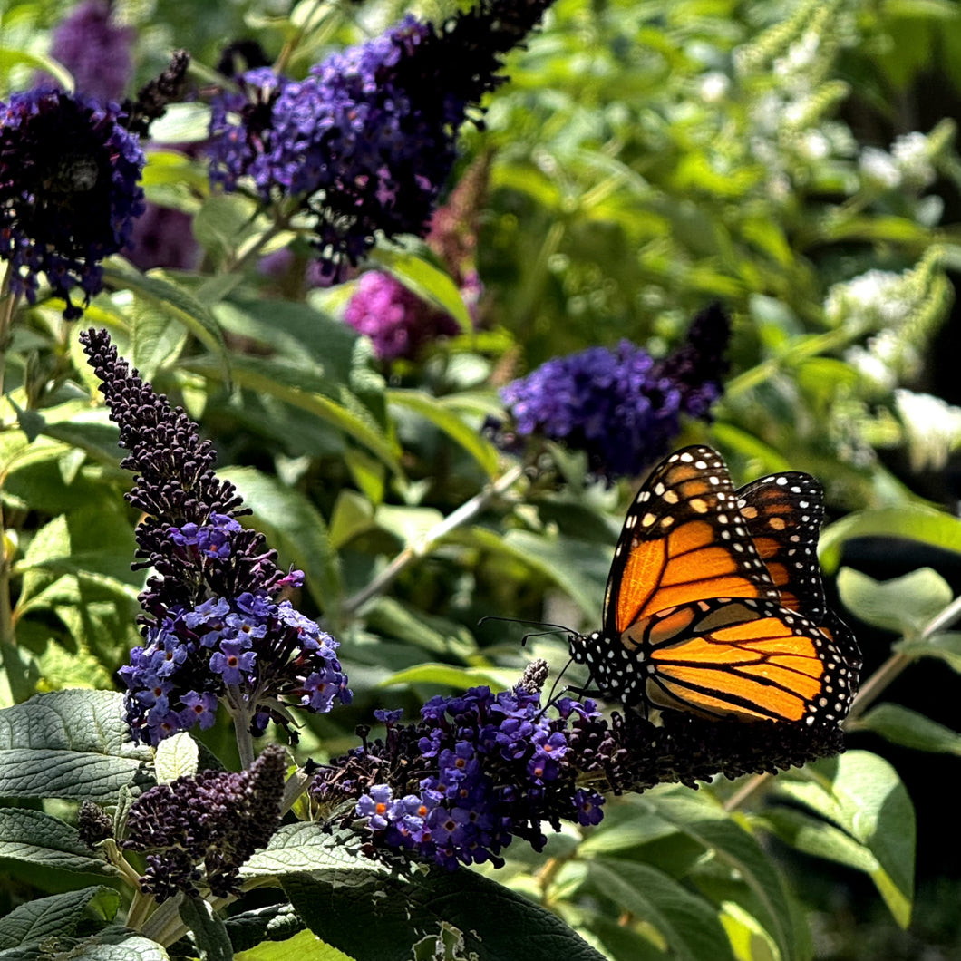 Buddleia - Pugster Blue® Butterfly Bush