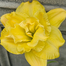 Load image into Gallery viewer, Hemerocallis ‘Longfield Maxim&#39; - Longfield Maxim Daylily
