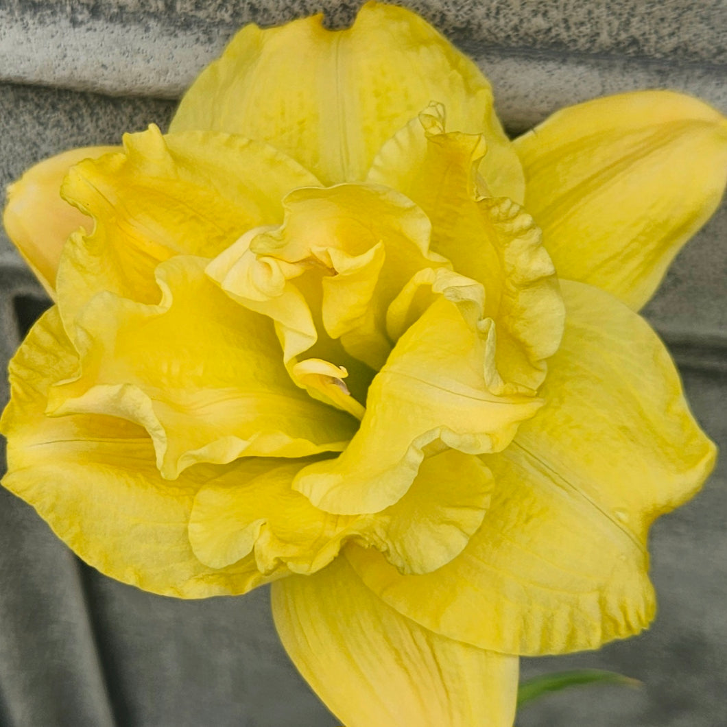 Hemerocallis ‘Longfield Maxim' - Longfield Maxim Daylily
