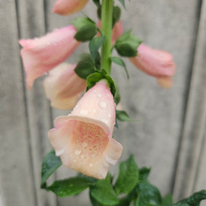 Digitalis purpurea 'Dalmatian Peach' - Dalmatian Peach Foxglove