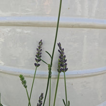 Load image into Gallery viewer, Lavandula angustifolia &#39;Sensational&#39; - Sensational English Lavender

