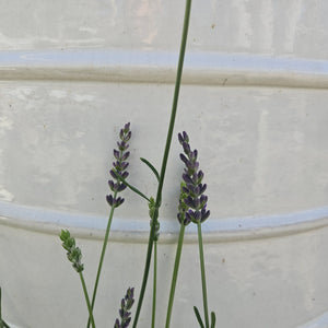 Lavandula angustifolia 'Sensational' - Sensational English Lavender