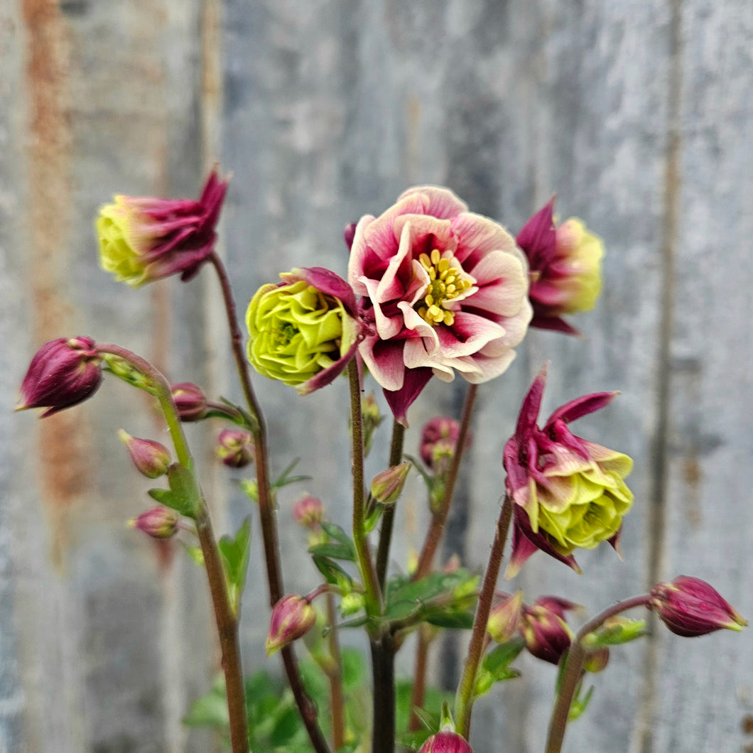 Aquilegia vulgaris ‘Winky Double Red-White’ - Winky Double Columbine