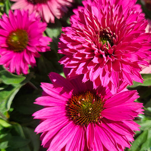 Echinacea 'Sweet Fuschia' - Sunseekers™ Sweet Fushcia Coneflower