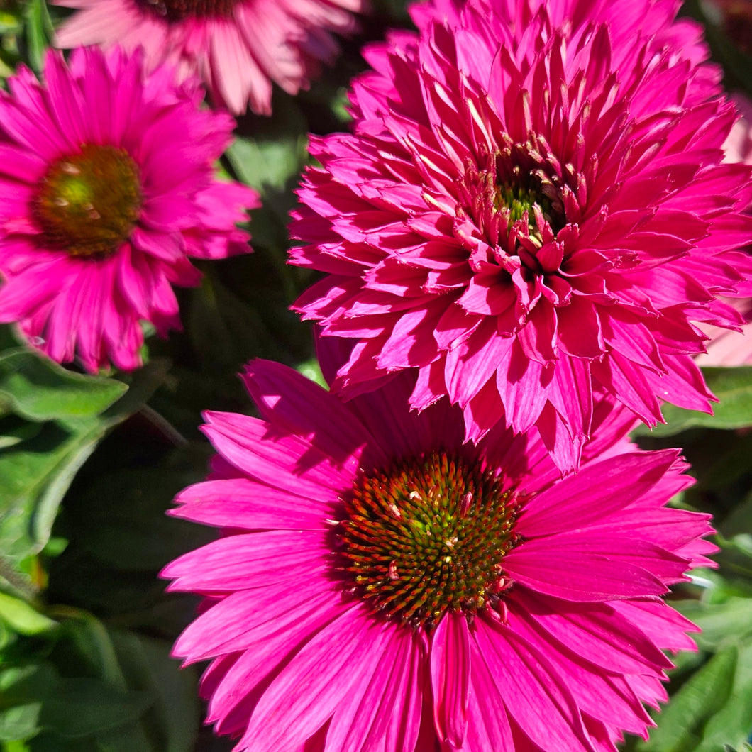 Echinacea 'Sweet Fuschia' - Sunseekers™ Sweet Fushcia Coneflower