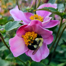 Load image into Gallery viewer, Anemone × hybrida ‘September Charm’ - September Charm Japanese Anemone
