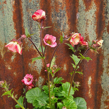 Load image into Gallery viewer, BRN Geum Tempo Rose
