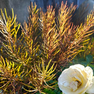 Amsonia hybrid - String Theory Blue Star