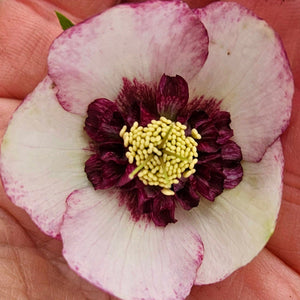 Helleborus 'French Kiss' HONEYMOON® Series - French Kiss Hellebore