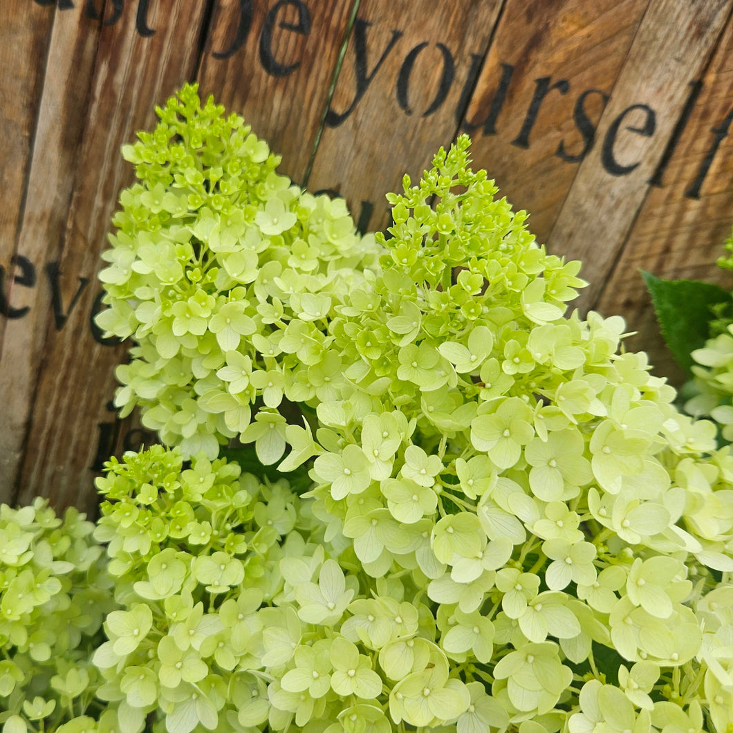 Hydrangea paniculata - Dragon Baby™ Hardy Hydrangea