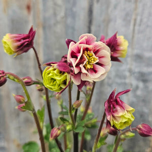 Aquilegia vulgaris ‘Winky Double Red-White’ - Winky Double Columbine