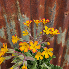 Load image into Gallery viewer, Primula vulgaris ‘Oakleaf Yellow Picotee’ - Oakleaf Yellow Picotee Oakleaf Primrose

