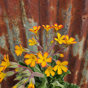 Primula vulgaris ‘Oakleaf Yellow Picotee’ - Oakleaf Yellow Picotee Oakleaf Primrose