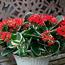 Load image into Gallery viewer, Custom Tabletop Arrangement, Designer's Choice
