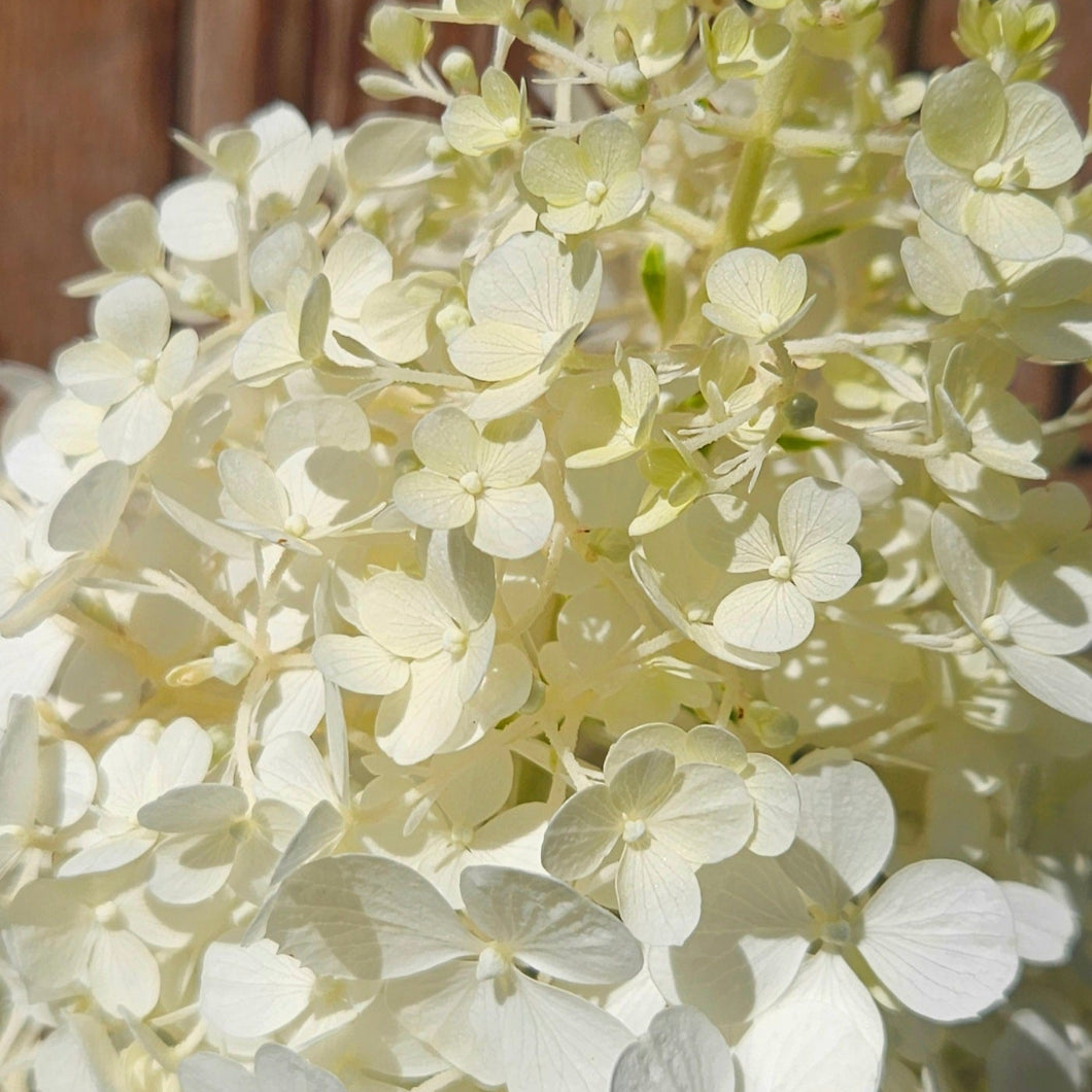 Hydrangea paniculata - Polar Bear Hardy Hydrangea