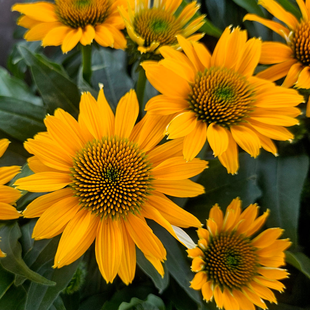 Echinacea 'Vintage Mango' - Vintage Mango Coneflower