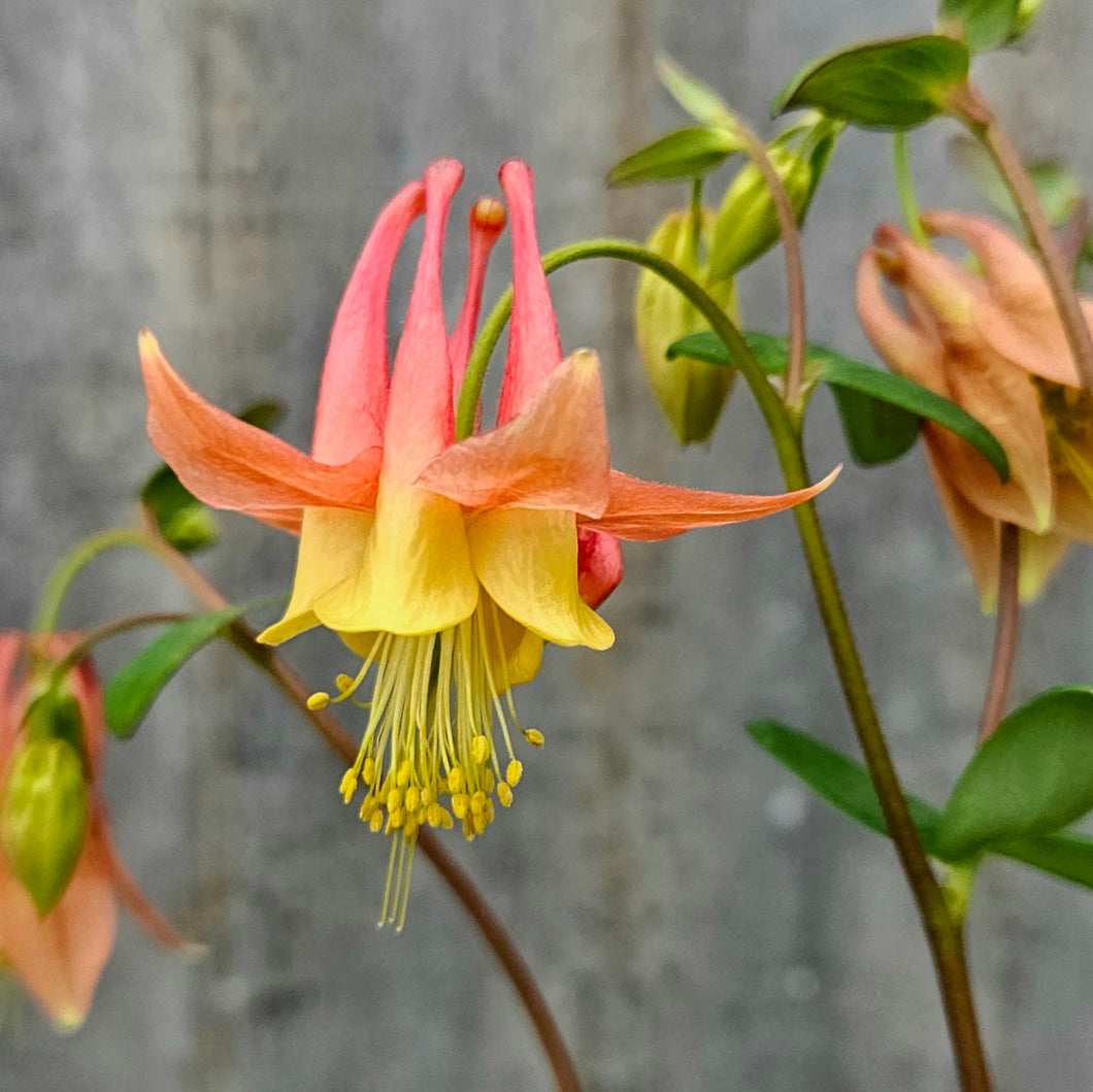 Aquilegia canadensis - Wild Columbine (Native Plant)