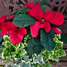 Load image into Gallery viewer, Custom Tabletop Arrangement, Designer's Choice
