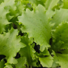 Load image into Gallery viewer, Lettuce, Head - Great Lakes
