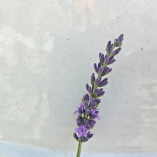 Load image into Gallery viewer, Lavandula angustifolia &#39;Sensational&#39; - Sensational English Lavender
