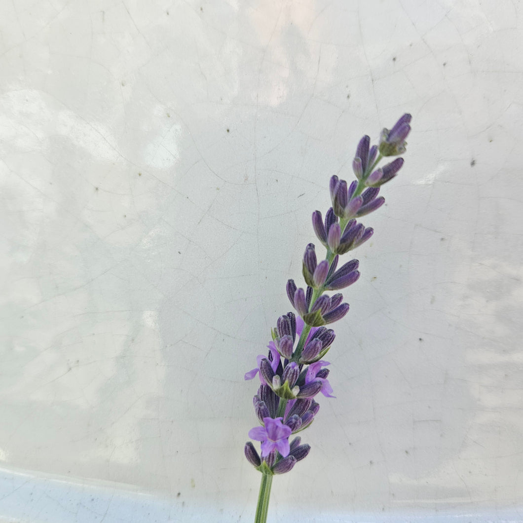 Lavandula angustifolia 'Sensational' - Sensational English Lavender